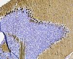 PKC gamma Antibody in Immunohistochemistry (Paraffin) (IHC (P))