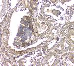 APRT Antibody in Immunohistochemistry (Paraffin) (IHC (P))