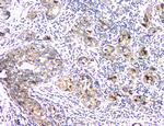 APRT Antibody in Immunohistochemistry (Paraffin) (IHC (P))