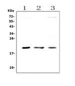 APRT Antibody in Western Blot (WB)