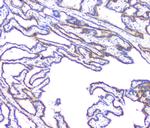 BAG6 Antibody in Immunohistochemistry (Paraffin) (IHC (P))