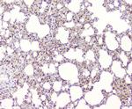 BAG6 Antibody in Immunohistochemistry (Paraffin) (IHC (P))