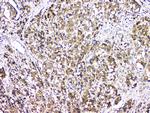 BAG6 Antibody in Immunohistochemistry (Paraffin) (IHC (P))