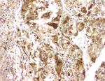 BAG6 Antibody in Immunohistochemistry (Paraffin) (IHC (P))