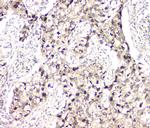 BAG6 Antibody in Immunohistochemistry (Paraffin) (IHC (P))