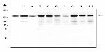 BAG6 Antibody in Western Blot (WB)