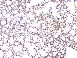 BMP-15 Antibody in Immunohistochemistry (Paraffin) (IHC (P))