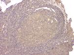 BMP-15 Antibody in Immunohistochemistry (Paraffin) (IHC (P))