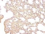 BMP-15 Antibody in Immunohistochemistry (Paraffin) (IHC (P))