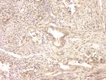 BMP-15 Antibody in Immunohistochemistry (Paraffin) (IHC (P))