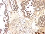 BMP-15 Antibody in Immunohistochemistry (Paraffin) (IHC (P))