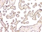 BMP-15 Antibody in Immunohistochemistry (Paraffin) (IHC (P))