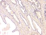 BMP-15 Antibody in Immunohistochemistry (Paraffin) (IHC (P))