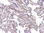 BMP-15 Antibody in Immunohistochemistry (Paraffin) (IHC (P))