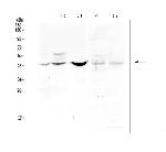 BMP-15 Antibody in Western Blot (WB)