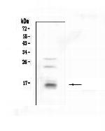 CDA Antibody in Western Blot (WB)