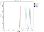 CHM Antibody in Flow Cytometry (Flow)