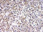 CD179b Antibody in Immunohistochemistry (Paraffin) (IHC (P))