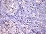 CD179b Antibody in Immunohistochemistry (Paraffin) (IHC (P))