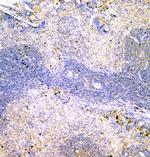 CD179b Antibody in Immunohistochemistry (Paraffin) (IHC (P))