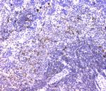 CD179b Antibody in Immunohistochemistry (Paraffin) (IHC (P))