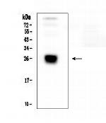 CD179b Antibody in Western Blot (WB)