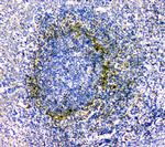 IL-34 Antibody in Immunohistochemistry (Paraffin) (IHC (P))