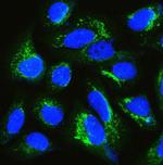 IQGAP1 Antibody in Immunocytochemistry (ICC/IF)