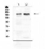 IQGAP1 Antibody in Western Blot (WB)