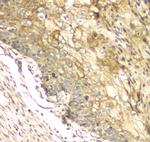 CCDC90A Antibody in Immunohistochemistry (Paraffin) (IHC (P))