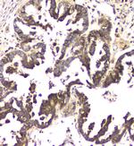 CCDC90A Antibody in Immunohistochemistry (Paraffin) (IHC (P))