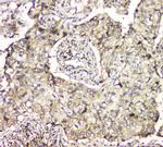 CCDC90A Antibody in Immunohistochemistry (Paraffin) (IHC (P))