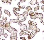 CCDC90A Antibody in Immunohistochemistry (Paraffin) (IHC (P))