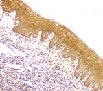 CCDC90A Antibody in Immunohistochemistry (Paraffin) (IHC (P))