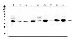 CCDC90A Antibody in Western Blot (WB)