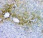 RMI2 Antibody in Immunohistochemistry (Paraffin) (IHC (P))