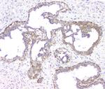 RMI2 Antibody in Immunohistochemistry (Paraffin) (IHC (P))