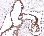 RMI2 Antibody in Immunohistochemistry (Paraffin) (IHC (P))