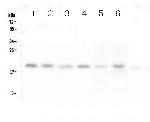 RMI2 Antibody in Western Blot (WB)