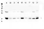 TIM17 Antibody in Western Blot (WB)