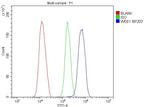 WEE1 Antibody in Flow Cytometry (Flow)