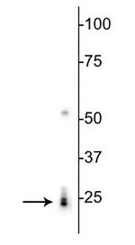 RBPMS Antibody in Western Blot (WB)