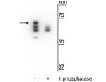 Phospho-HSP70 (Ser153) Antibody in Western Blot (WB)