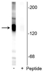 Phospho-KCC2 (Ser940) Antibody in Western Blot (WB)