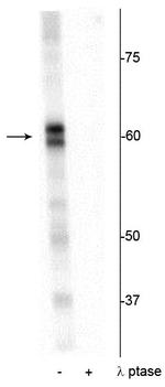 Phospho-PRAS40 (Thr356) Antibody in Western Blot (WB)