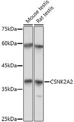 CK2 alpha-2 Antibody in Western Blot (WB)