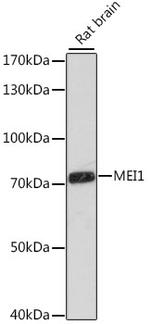 MEI1 Antibody in Western Blot (WB)