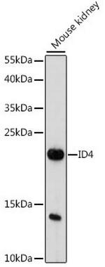 ID4 Antibody in Western Blot (WB)