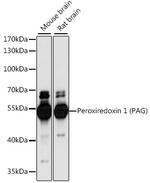 PAG1 Antibody in Western Blot (WB)