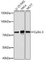 Cullin 3 Antibody in Western Blot (WB)